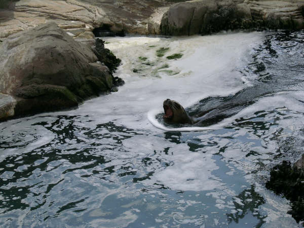 Surgiendo de las aguas